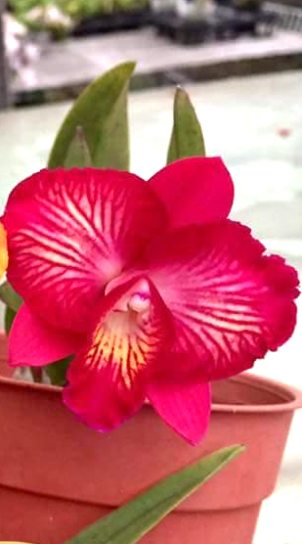 Sophrocattleya Cosmos