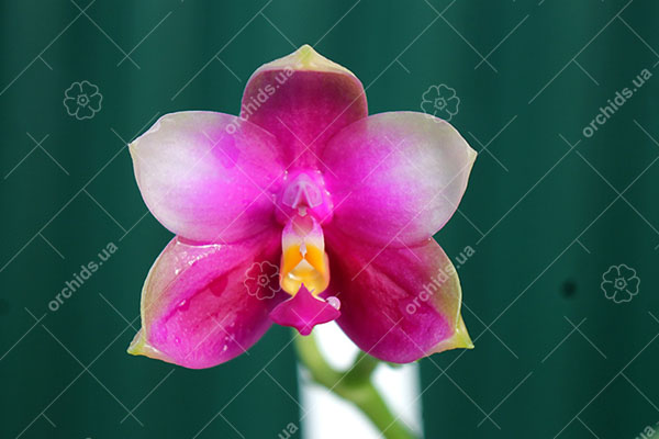 Phalaenopsis Mituo Prince x Samera