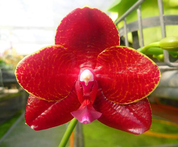 Phalaenopsis Mituo King 'Blood Spots'