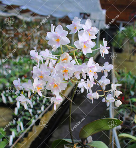 Phalaenopsis Liu's Twilight Rainbow x celebensis