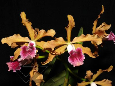 Laelia grandis (escura) 'Mazinho' SELF