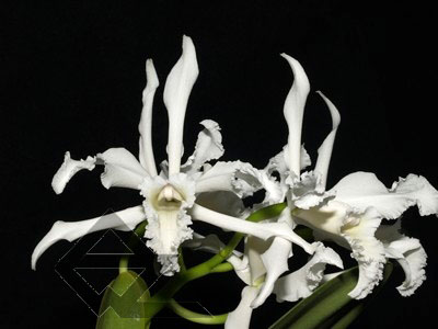 Laelia crispa alba 'Blanca' SELF