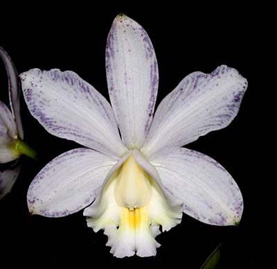 Cattleya loddigesii punctata coerulea SELF
