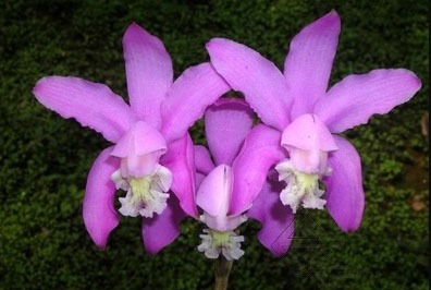 Cattleya kerrii 'Bahia'