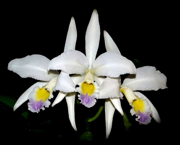 Cattleya gaskelliana coerulescens 'Mimi' SELF
