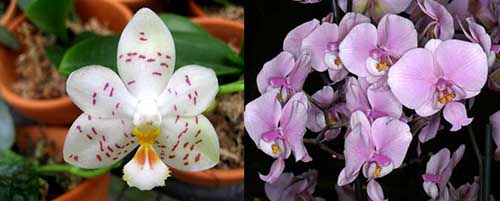 Phalaenopsis Yaphon Lobispis x schilleriana