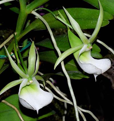 Angraecum infundibulare