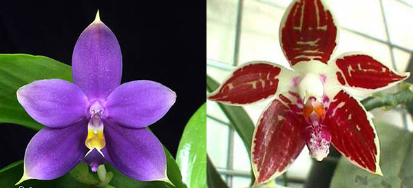 Phalaenopsis Corning's Violet indigo type