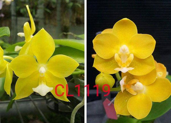 Phalaenopsis Chienlung Moonlight x Chienlung Cricket