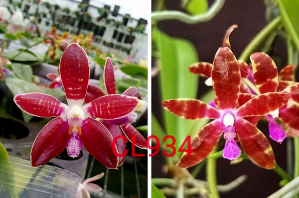 Phalaenopsis corningiana 'Chienlung' x bastianii 'CLR'
