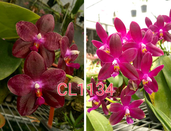 Phalaenopsis Chienlung Blood Diamond