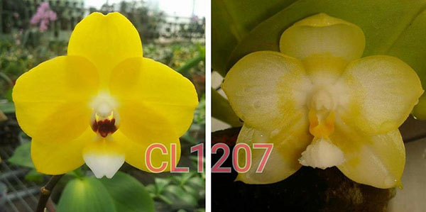 Phalaenopsis Chienlung Moon Lover