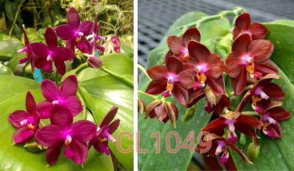 Phalaenopsis Chienlung Eagle King