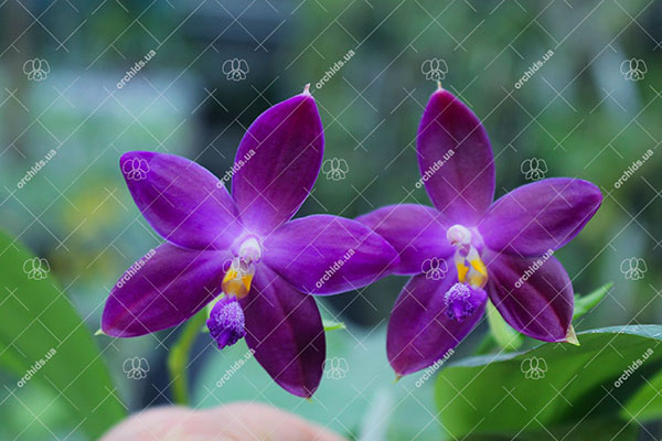 (Phalaenopsis tetraspis x speciosa) x violacea indigo