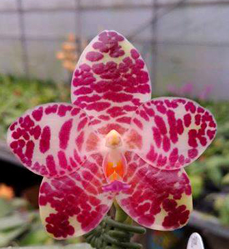 Phalaenopsis YangYang Gigan Cherry