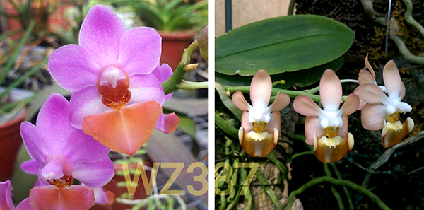 Phalaenopsis Chienlung Cute Lobi
