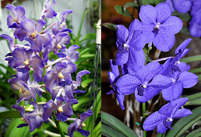 Vandachostylis Thailand x Vanda Pachara Delight 'Blue'