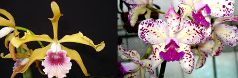 Laelia grandis x Cattleya amethystoglossa pincelada