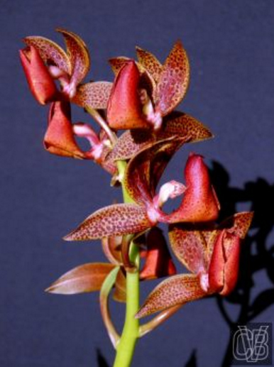 Mormodes purpurascens