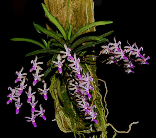 Stereochilus dalatensis