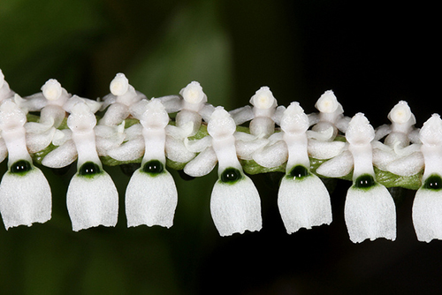 Listrostachys pertusa