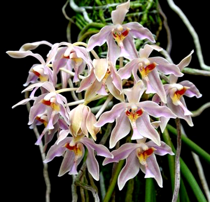 Paraphalaenopsis laycockii