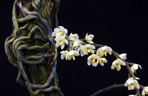 Chiloschista exuperei