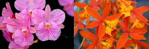 Broughtonia sanguinea x Epidendrum radicans