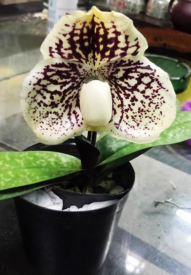 Paphiopedilum leucochilum Yilung