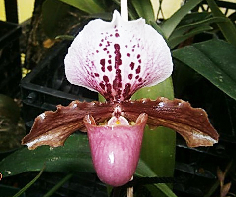 Paphiopedilum moquettianum x henryanum