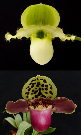 Paphiopedilum primulinum x henryanum