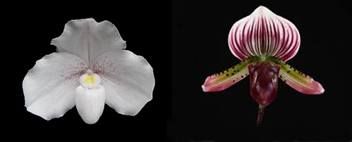Paphiopedilum niveum x Shin-Yi Heart