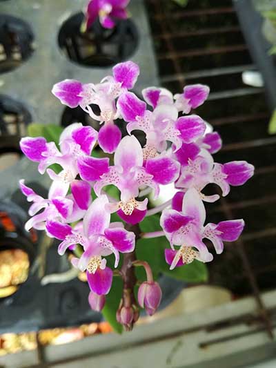 Phalaenopsis equestris peloric 'Joseph Wu'