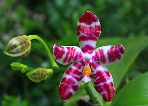 Phalaenopsis Eddy Phantom (Ruby Vasquez x Chang Yi Halo)