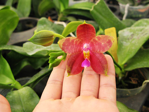 Phalaenopsis Guadalupe Pineda 'Red' (MC)
