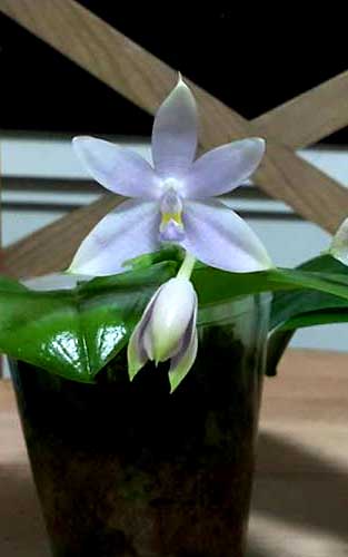 Phalaenopsis Germaine Vincent Indigo