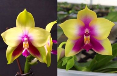 Phalaenopsis Nobby's Fox x Zheng Min Muscadine