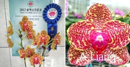 Phalaenopsis AL Peacock x AL Sun Tiger