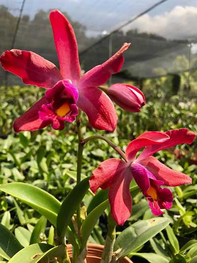 Laeliocattleya Jungle Elf x Schomburgkia tibicinis