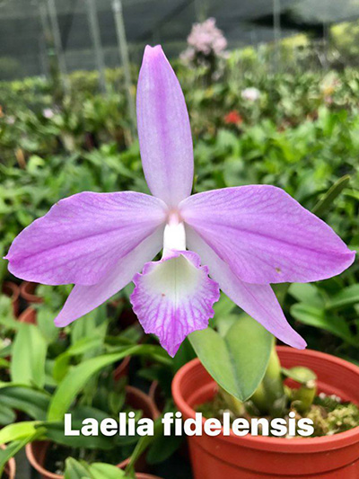 Laelia fidelensis 'Chen'