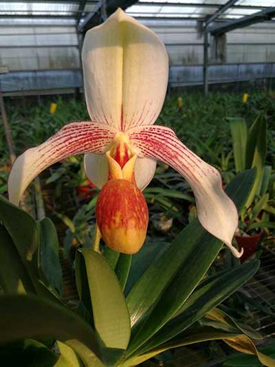 Paphiopedilum rothschildianum x emersonii