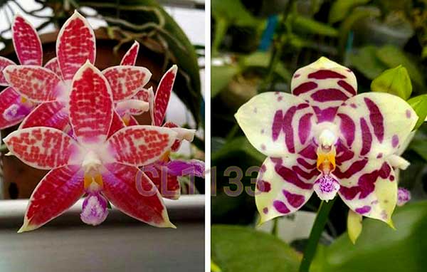Phalaenopsis Chienlung Zebra
