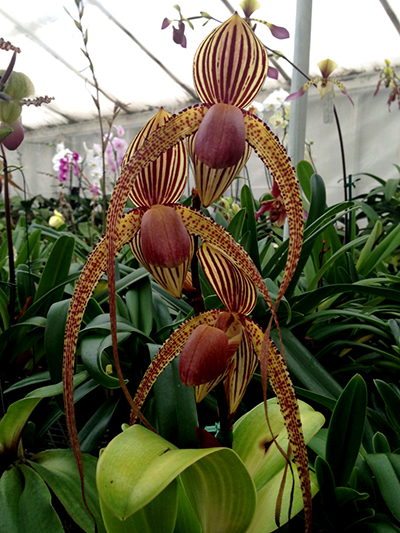 Paphiopedilum Prince Edward of York (rothschildianum x sanderianum)