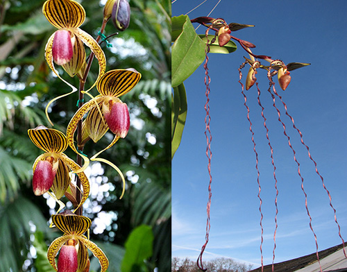 Paphiopedilum Hung Sheng Eagle x sanderianum