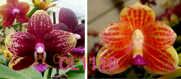 Phalaenopsis Chienlung Black Parrot x javanica