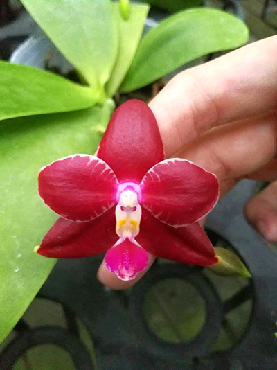 Phalaenopsis Hannover Parrion x Zheng Min Tyrannosaurus 'Red'