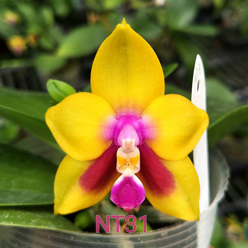 Phalaenopsis KS Happy Eagle 'CL Orange'