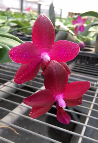 Phalaenopsis LD Bear Queen x Mituo Sun
