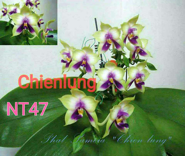 Phalaenopsis Samera Blue 'Chien Lung'