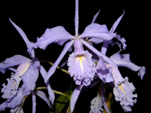 Cattleya maxima coerulea 'Hector'